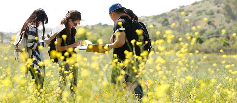 Students at CSU San Marcos doing field research in a meadow of wildflowers